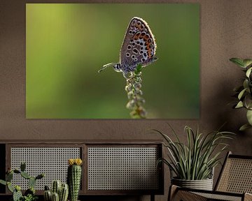 Azuré des bruyères sur Bastian Boogaard