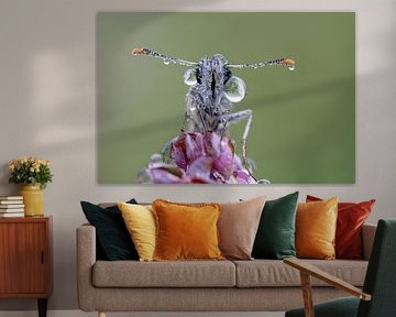 Butterfly with dewdrops