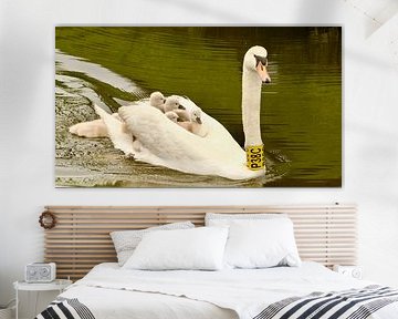 Schwimmender Schwan mit Jungtieren von Bert Schuthof