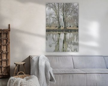 Deux arbres se reflètent dans l'IJssel