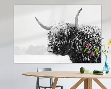 Hochlandrind im Schnee von Edwin Muller
