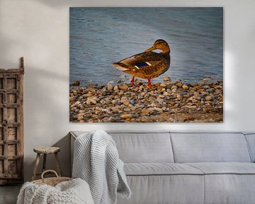 Wildente am Ufer des Neusiedler Sees von Lakeside Explorer