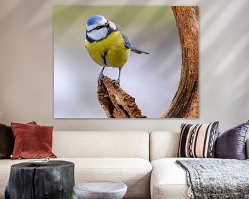 Blaumeise von Sabrina de Vries