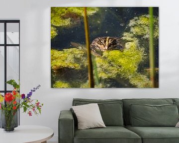 Bien camouflé dans la mare verte