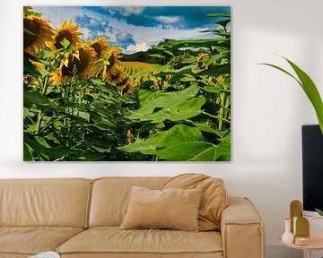 Explosion de couleurs dans un champ de tournesols