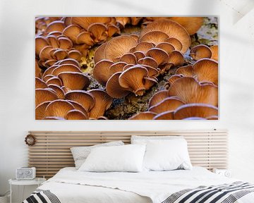 Austernpilze von Sabrina de Vries