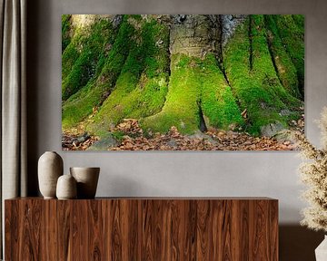 Colossal beech tree by Sabrina de Vries