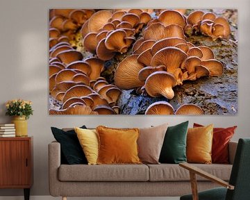 Austernpilze von Sabrina de Vries