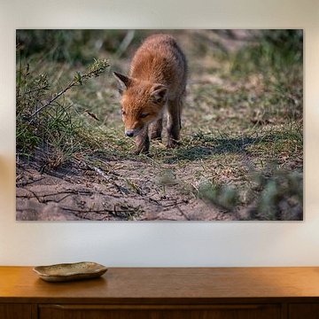 The secret paths of the Dune Fox