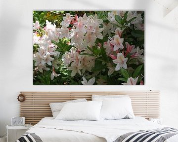 White rhododendron by Tatjana Korneeva
