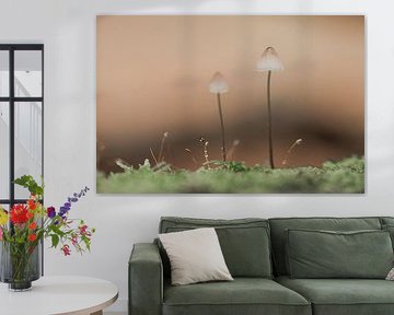 Macro photo de champignons dans la forêt | impression photographique de voyage | Pays-Bas