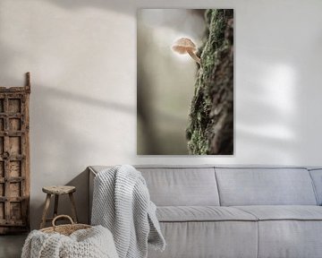 Champignon au soleil sur un arbre | photographie de voyage imprimée | Pays-Bas