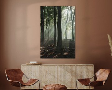 Rayons de soleil entre les arbres | photographie de voyage imprimée | Speulderbos, Pays-Bas