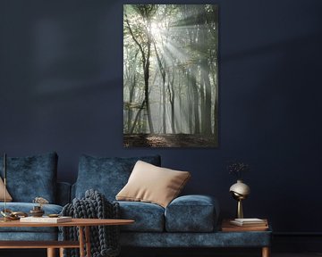 Rayons de soleil et arbres dansants | Photographie de voyage imprimée | Speulderbos, Pays-Bas