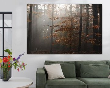 Rayons de soleil sur des feuilles orange dans la forêt | photographie de voyage imprimée | Lage Vuursche, Pays-Bas