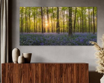 Zonsopkomst in bos met hyacinten van Frans van der Boom