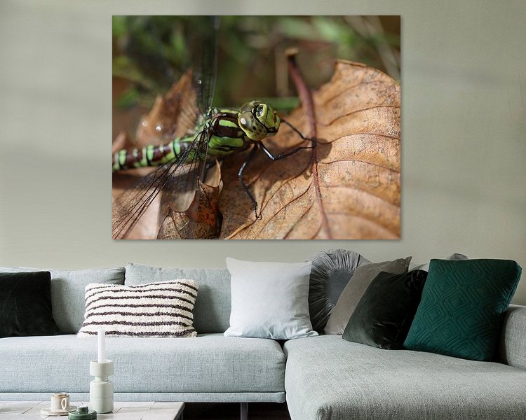 Aperçu de la chambre