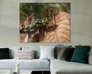 Blaugrüne Mosaikjungfer