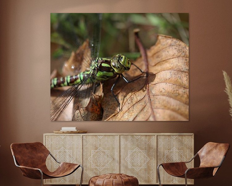 Aperçu de la chambre