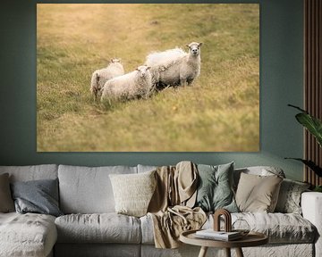 Icelandic sheep | Travel photography print | Iceland by Kimberley Jekel