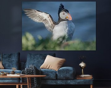 Papageientaucher breitet Flügel aus | Reisefotografie-Druck | Ostisland