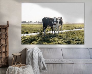 Cows in a meadow | travel photography print | Netherlands by Kimberley Jekel