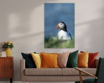 Puffin-Porträt | Reisefotografie-Druck | Island