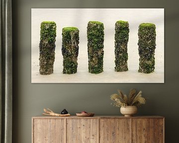 paalhoofden op Zeeuws strand begroeid met wier en schelpjes