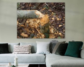 Werk van de bever van Fotonatuurlijk