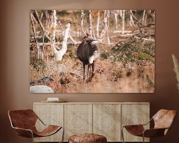 Rentier in Lappland im Herbst | Reisefotografie-Druck | Kilpisjärvi Finnland