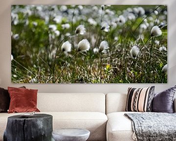 Wollgras von Bettina Schnittert