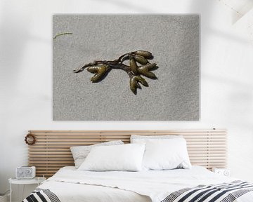 Zeewier op het strand