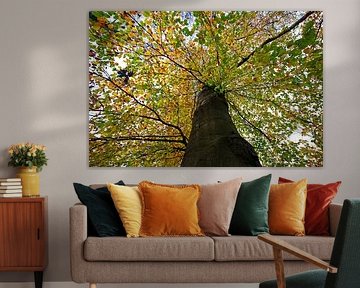 Europäische Buche  (Fagus sylvaticae) von Dick Hoogenboom