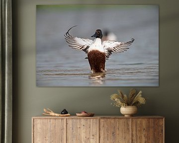Shoveler   (Spatula clypeata) by Dick Hoogenboom