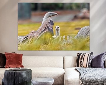 Weissrückengeier beim Mittagstisch von Detlef Schöler Fotografie