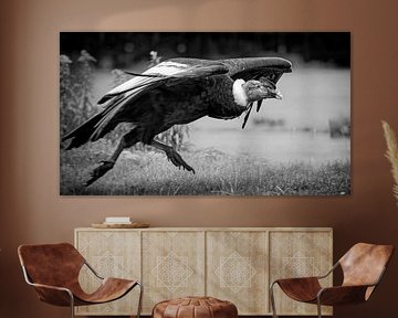 Départ du condor des Andes sur Detlef Schöler Fotografie