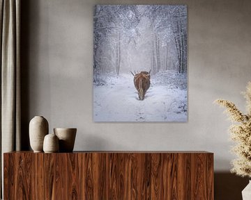 Schottische Hochlandrinder im Schnee von Tom Zwerver