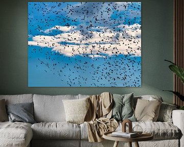 Les étourneaux dansent dans le ciel