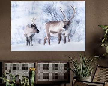 Reindeer with calf in winter Norway - Arctic silence