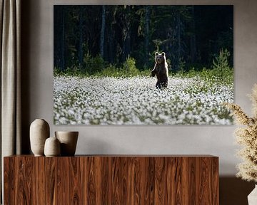 Junger Braunbär (Ursus arctos) von Dick Hoogenboom