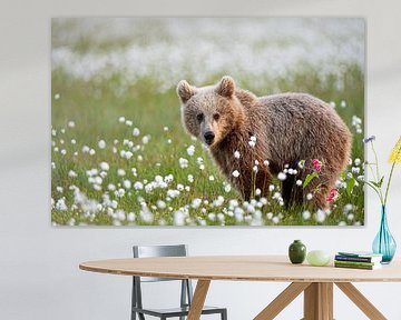 Junger Braunbär (Ursus arctos) von Dick Hoogenboom