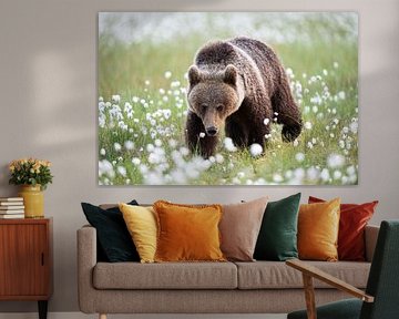 Braunbär, ausgewachsenes Männchen (Ursus arctos) von Dick Hoogenboom