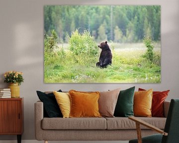 Brown bear (Ursus arctos) adult male