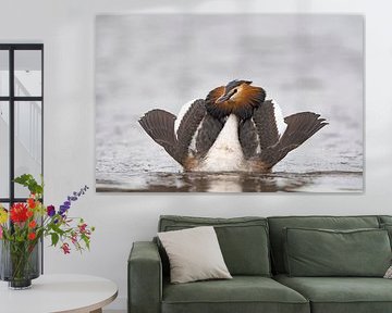 Great crested grebe in admiral posture (Podiceps cristatus)