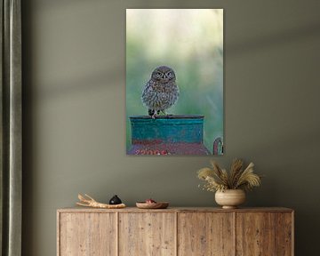Little owl on milk churn (Athene noctua)