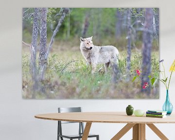 European wolf (Canis lupus)