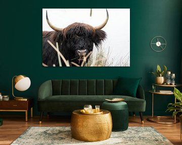 Scottish Highland Bull by Truckpowerr