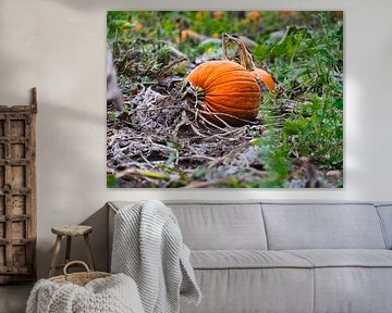 Lumières d'automne dans le champ de citrouilles