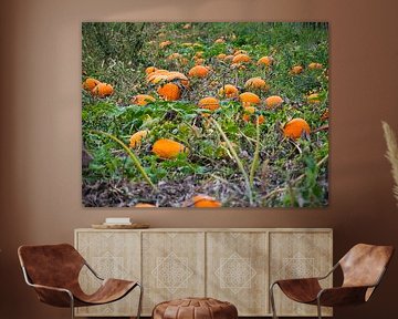 Une mer de couleurs dans le champ de citrouilles