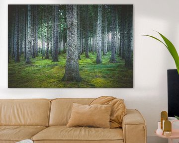 Mystical Serene Pine Forest in the Black Pines